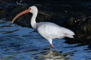 Ibis